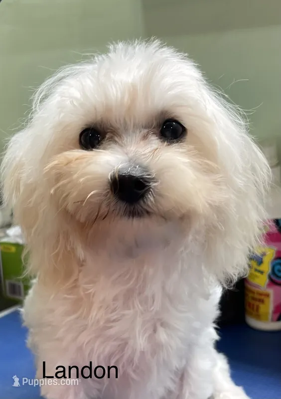 Landon – Maltipoo puppy for sale in Liberty, MS
