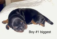 Kentucky (Ken), a male Cavalier King Charles Spaniel for sale in Liberty, MS – 1 of 2
