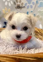 Blain, a male Maltese for sale in Liberty, MS – Photo 2 of 3