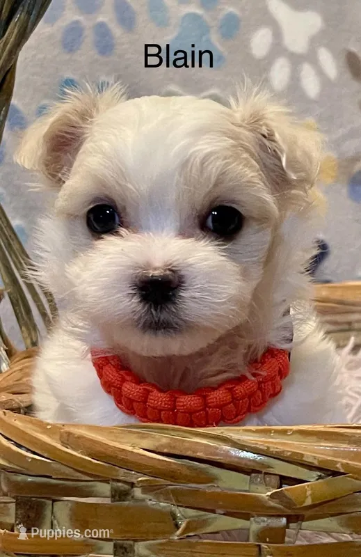 Blain – Maltese puppy for sale in Liberty, MS