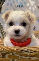 Blain, a male Maltese for sale in Liberty, MS – Photo 1 of 3