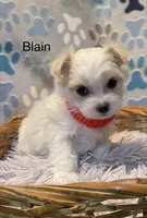 Blain, a male Maltese for sale in Liberty, MS – Photo 3 of 3