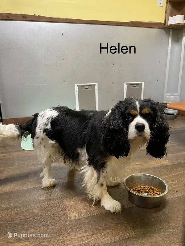 Helen – Cavalier King Charles Spaniel puppy for sale in Liberty, MS