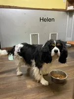 Helen, a female Cavalier King Charles Spaniel for sale in Liberty, MS – 1 of 2