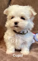 Cupid, a male Maltese for sale in Liberty, MS – Photo 1 of 5