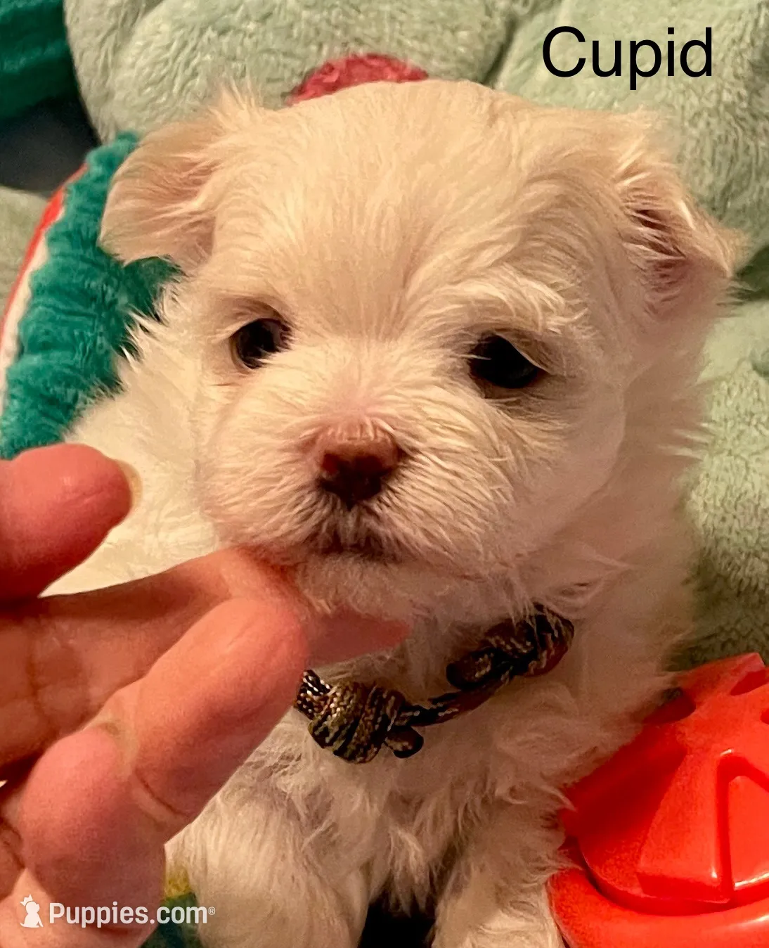 Cupid, a male Maltese for sale in Liberty, MS – Photo 4 of 5