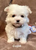 Cupid, a male Maltese for sale in Liberty, MS – Photo 3 of 5