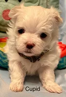 Cupid, a male Maltese for sale in Liberty, MS – Photo 5 of 5