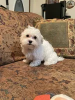 Braxton, a male Maltese for sale in Liberty, MS – 3 of 7