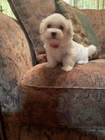 Meg, a female Maltese for sale in Liberty, MS – 2 of 4