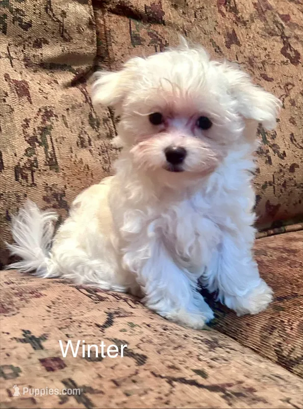 Winter – Maltese puppy for sale in Liberty, MS