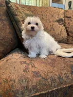Landon, a male Maltipoo for sale in Liberty, MS – 4 of 7
