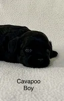 Angus, a male Cavapoo for sale in Liberty, MS – 2 of 3