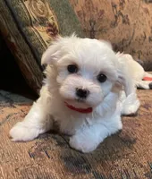 Meg, a female Maltese for sale in Liberty, MS – 4 of 4