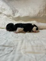 Mississippi (Missy), a female Cavalier King Charles Spaniel for sale in Liberty, MS – 4 of 4