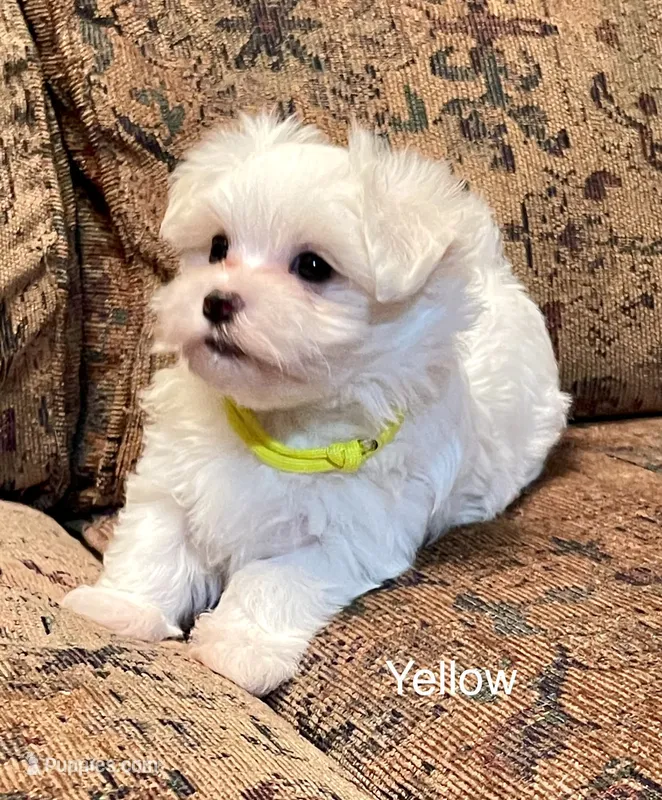 Beth – Maltese puppy for sale in Liberty, MS