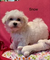 Snow, a female Maltese for sale in Liberty, MS – 6 of 10