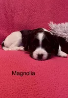 Magnolia, a female Cavalier King Charles Spaniel and Maltese for sale in Liberty, MS – Photo 3 of 5