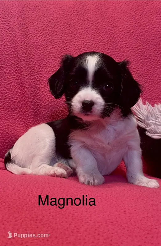 Magnolia, a female Cavalier King Charles Spaniel and Maltese for sale in Liberty, MS – Photo 1 of 5