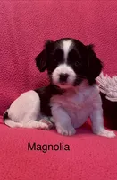 Magnolia, a female Cavalier King Charles Spaniel and Maltese for sale in Liberty, MS – Photo 1 of 5