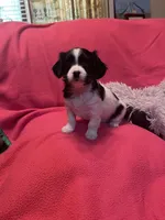 Magnolia, a female Cavalier King Charles Spaniel and Maltese for sale in Liberty, MS – Photo 5 of 5