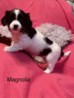 Magnolia, a female Cavalier King Charles Spaniel and Maltese for sale in Liberty, MS – Photo 4 of 5