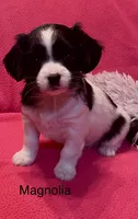 Magnolia, a female Cavalier King Charles Spaniel and Maltese for sale in Liberty, MS – Photo 2 of 5