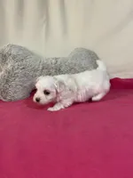 Snow, a female Maltese for sale in Liberty, MS – 3 of 3