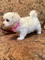 Jo, a female Maltese for sale in Liberty, MS – 3 of 3