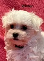 Winter, a female Maltese for sale in Liberty, MS – 3 of 9