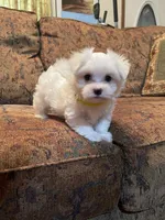 Beth, a female Maltese for sale in Liberty, MS – 2 of 3