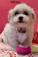 Winter, a female Maltese for sale in Liberty, MS – 7 of 9