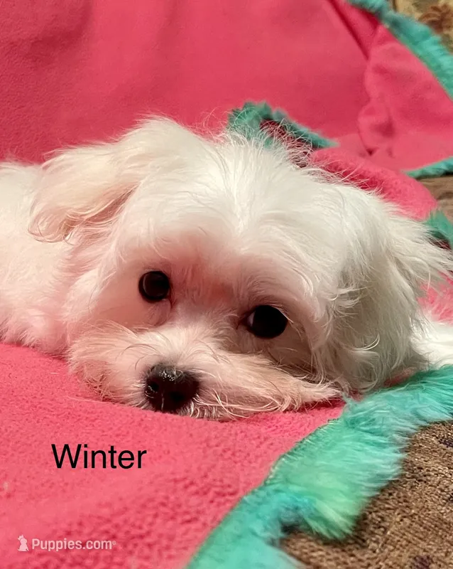 Winter (AKC) – Maltese puppy for sale in Liberty, MS