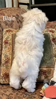 Blain, a male Maltese for sale in Liberty, MS – 3 of 7