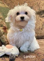 Landon, a male Maltipoo for sale in Liberty, MS – 3 of 7