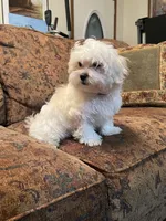 Braxton, a male Maltese for sale in Liberty, MS – 2 of 7