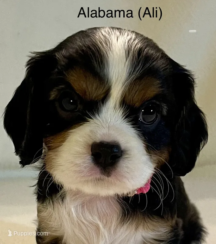 Alabama (Ali) – Cavalier King Charles Spaniel puppy for sale in Liberty, MS