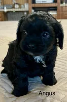 Angus, a male Cavapoo for sale in Liberty, MS – 6 of 10