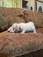 Meg, a female Maltese for sale in Liberty, MS – 3 of 4
