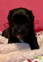 Dolly, a female Maltipoo for sale in Liberty, MS – 6 of 7
