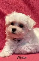Winter, a female Maltese for sale in Liberty, MS – 1 of 9