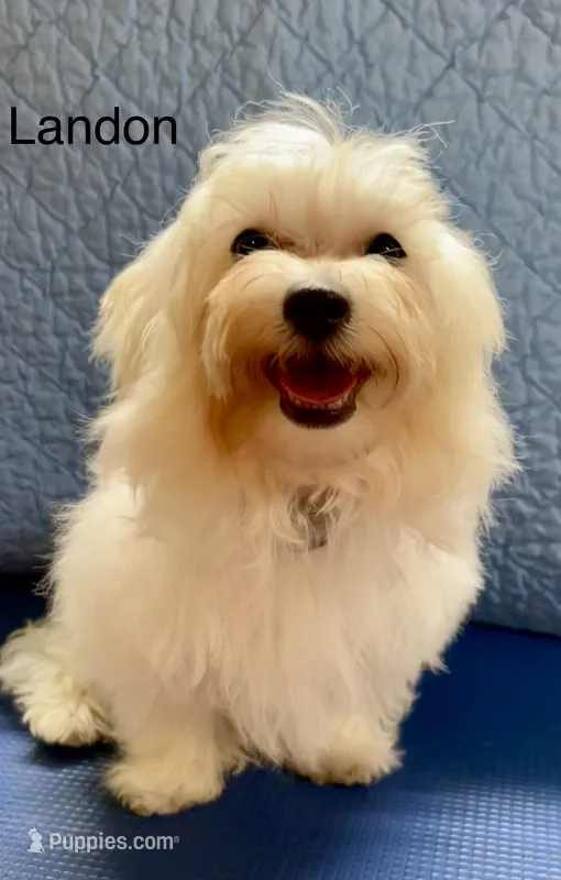 Landon – Maltipoo puppy for sale in Liberty, MS