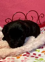 Dolly, a female Maltipoo for sale in Liberty, MS – 5 of 7