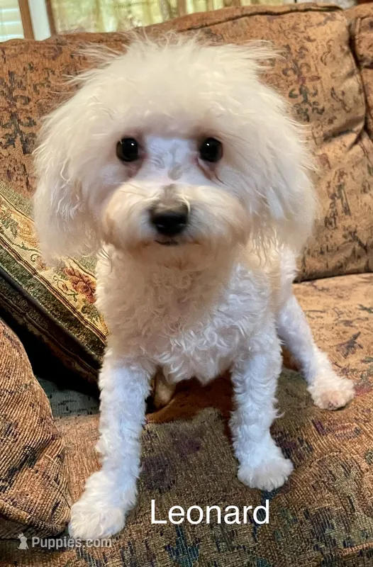 Leonard – Maltipoo puppy for sale in Liberty, MS