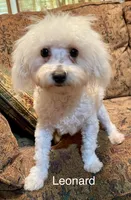 Leonard, a male Maltipoo for sale in Liberty, MS – 1 of 9