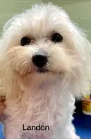 Landon, a male Maltipoo for sale in Liberty, MS – 2 of 2