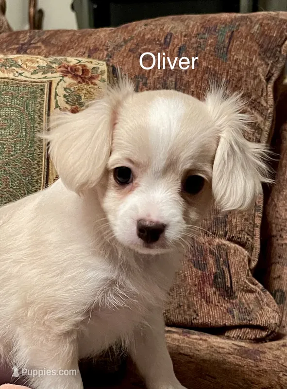Oliver – Cavalier King Charles Spaniel, Maltese puppy for sale in Liberty, MS