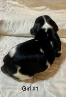 Mississippi (Missy), a female Cavalier King Charles Spaniel for sale in Liberty, MS – 3 of 4