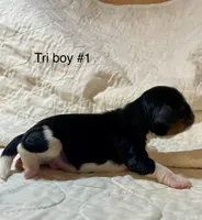 Texas (Tex), a male Cavalier King Charles Spaniel for sale in Liberty, MS – 3 of 3