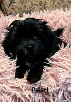 Pearl, a female Maltipoo for sale in Liberty, MS – 5 of 10